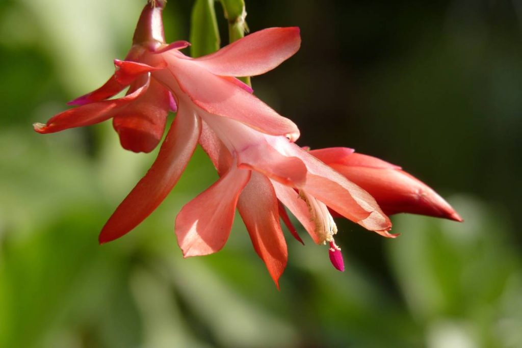 A Christmas Cactus or Schlumbergera truncata flower in spring