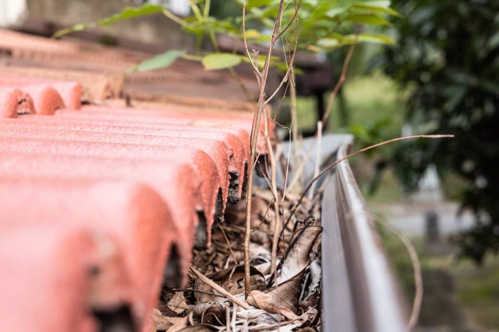 Close-up of clogged roof rain gutter full of dry leaf and with plant foliage growing, with small depth of field.