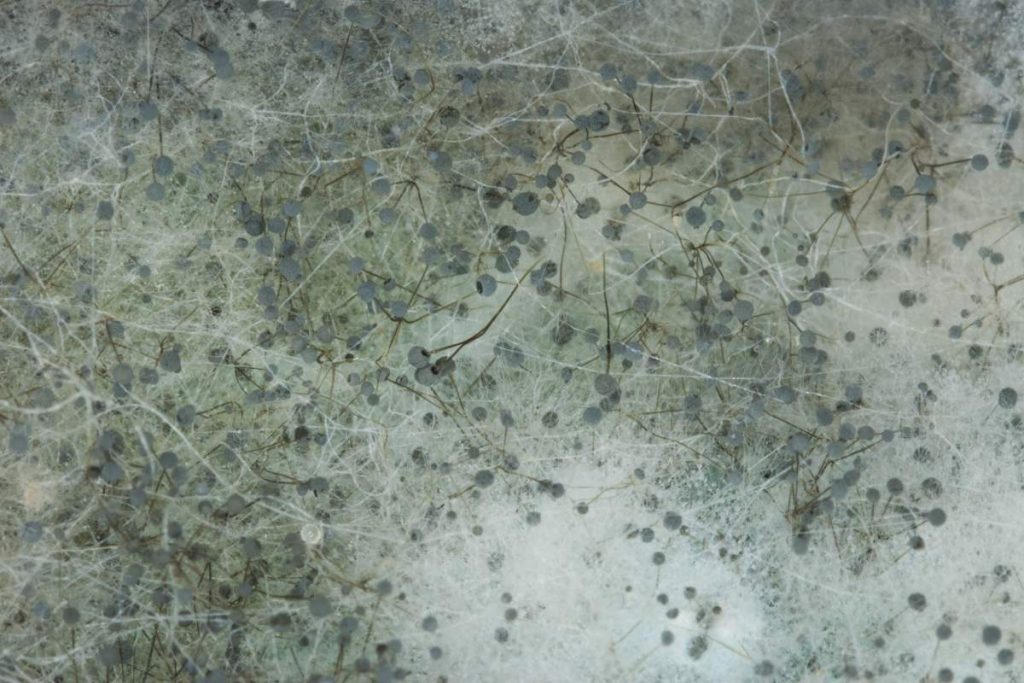 A closeup shot of fungus/mildew on a rotten melon