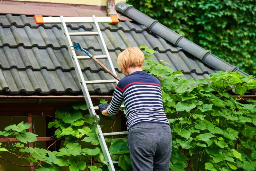 Woman climbing ladder to prune grapevine green foliage for decoration, back view. Garden stepladder leaning against house wall, preparations for harvest season. Pruning, gardening, home garden concept