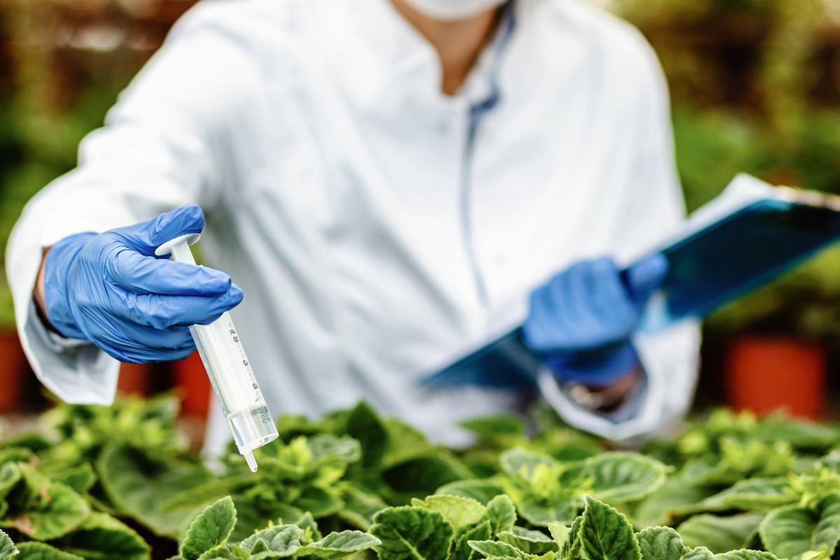 Close up of botanist injecting nutritional fertilizer while working in plant nursery.