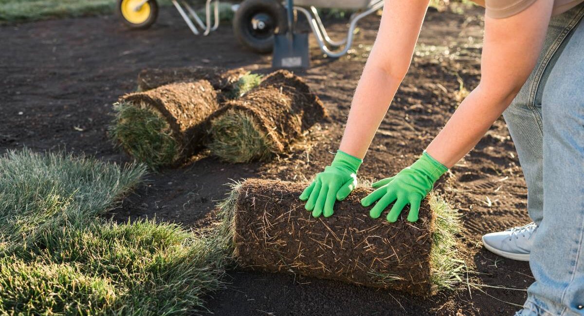 Close up woman laying sod for new garden lawn - turf laying