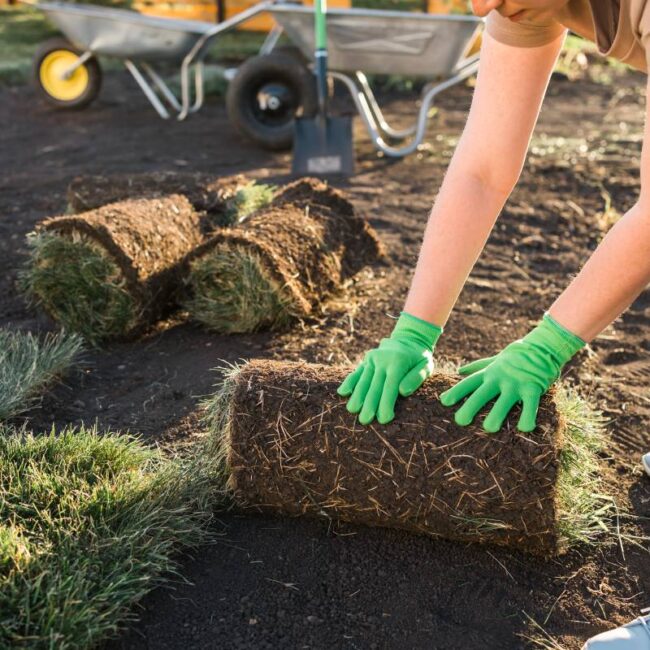 Close up woman laying sod for new garden lawn - turf laying